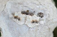 Ligdia adustata