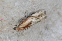 Eucosma cana/hohenwartiana