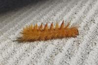 Acronicta aceris
