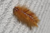 Acronicta aceris