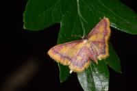 Idaea muricata
