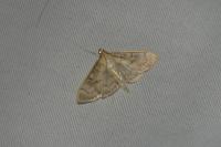 Patania ruralis