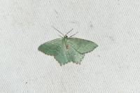 Hemithea aestivaria