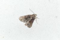 Oligia