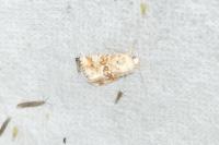 Eremobia ochroleuca