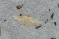 Idaea aversata