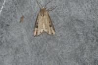 Axylia putris
