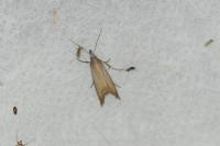 Chrysoteuchia culmella