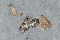 Epirrhoe tristata