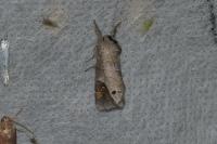 Clostera anachoreta