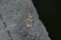 Scoparia