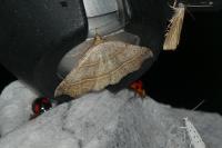 Laspeyria flexula