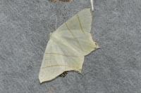 Ourapteryx sambucaria