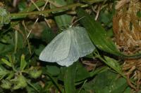 Hemistola chrysoprasaria