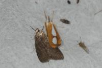Catoptria pinella