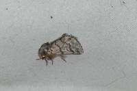 Thaumetopoea pityocampa