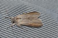 Cucullia umbratica