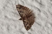 Alucita hexadactyla