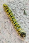 Phalera bucephala