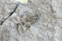 Acronicta megacephala