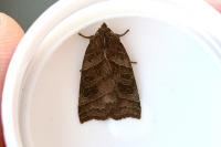 Ipimorpha retusa