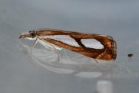 Catoptria pinella