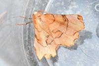 Selenia lunularia