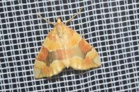 Cidaria fulvata