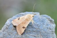 Heliothis peltigera