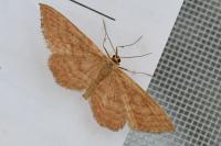 Idaea ochrata