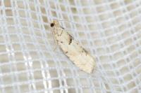 Epinotia bilunana