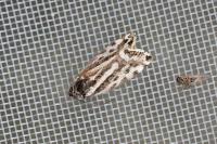 Emmelia trabealis