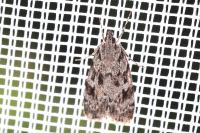 Scoparia basistrigalis