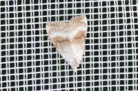 Meganola albula