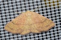 Cyclophora ruficiliaria
