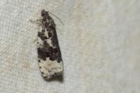 Apotomis turbidana