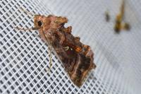 Autographa pulchrina