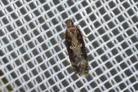 Gelechia sororculella