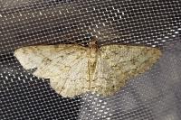 Ectropis crepuscularia