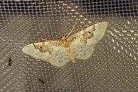 Idaea rusticata