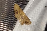 Idaea dimidiata