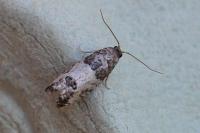 Spilonota ocellana
