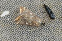 Loxostege sticticalis