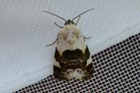 Acontia lucida