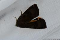 Noctua janthe/janthina