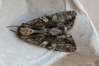 Apamea monoglypha monoglypha