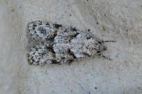 Symmoca signatella
