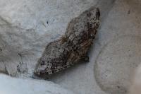 Xanthorhoe ferrugata