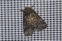 Gluphisia crenata