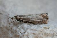 Chrysoteuchia culmella